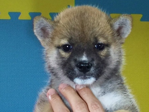 柴犬の子犬(ID:1262511125)の1枚目の写真/更新日:2016-09-14