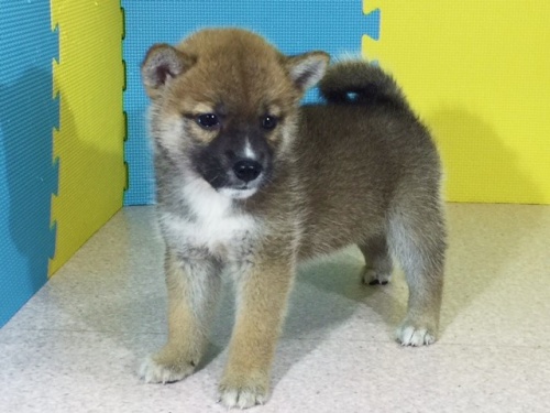 柴犬の子犬(ID:1262511125)の3枚目の写真/更新日:2016-09-14