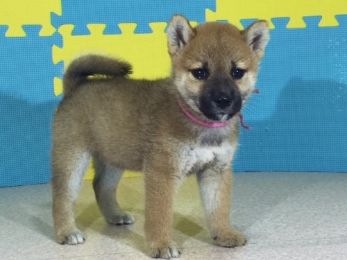 �Č��̎q���iID:1262511126�j��2���ڂ̎ʐ^/�X�V��:2016-09-14