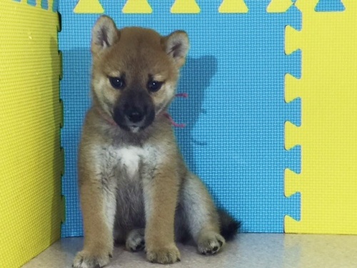 �Č��̎q���iID:1262511126�j��3���ڂ̎ʐ^/�X�V��:2016-09-14