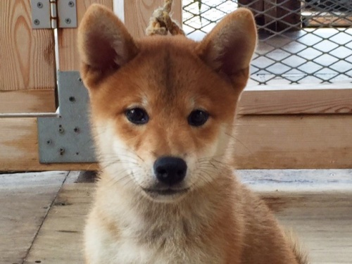 �Č��̎q���iID:1262511127�j��1���ڂ̎ʐ^/�X�V��:2016-09-14