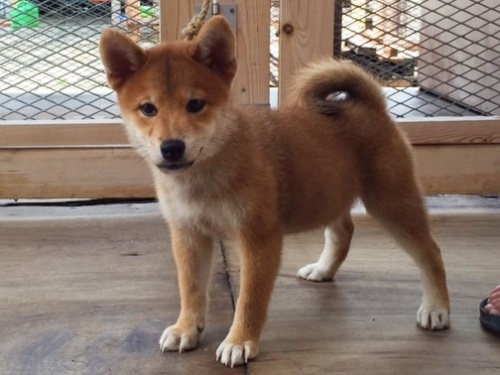 �Č��̎q���iID:1262511127�j��2���ڂ̎ʐ^/�X�V��:2016-09-14