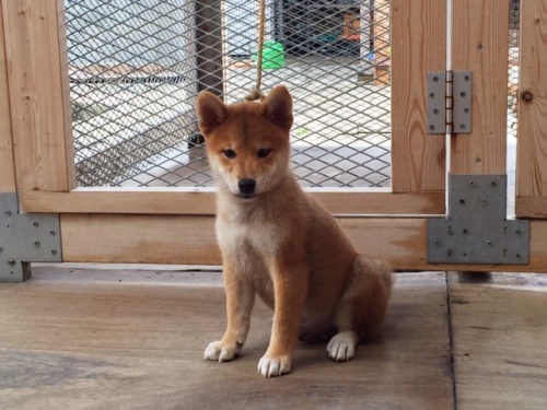 �Č��̎q���iID:1262511127�j��3���ڂ̎ʐ^/�X�V��:2016-09-14