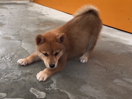 �Č��̎q���iID:1262511128�j��2���ڂ̎ʐ^/�X�V��:2016-09-14