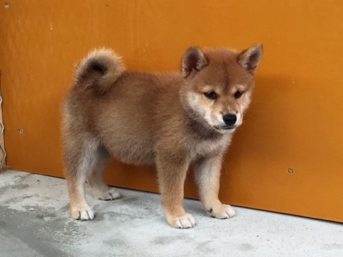 �Č��̎q���iID:1262511128�j��3���ڂ̎ʐ^/�X�V��:2016-09-14