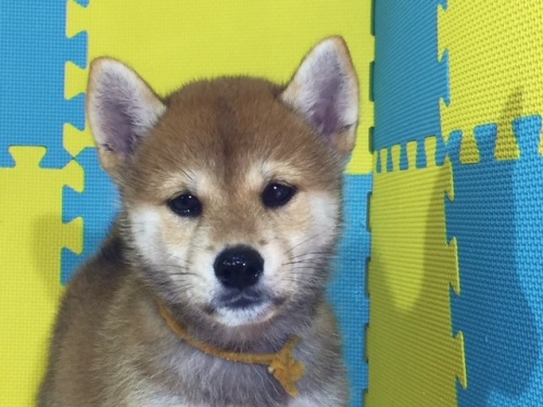 �Č��̎q���iID:1262511129�j��1���ڂ̎ʐ^/�X�V��:2016-09-14