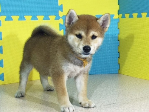 �Č��̎q���iID:1262511129�j��3���ڂ̎ʐ^/�X�V��:2016-09-14