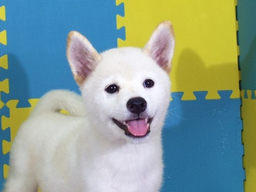 �Č��̎q���iID:1262511130�j��1���ڂ̎ʐ^/�X�V��:2016-09-16