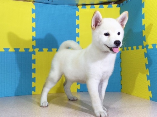 �Č��̎q���iID:1262511130�j��2���ڂ̎ʐ^/�X�V��:2016-09-16