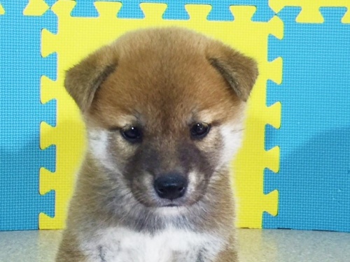 �Č��̎q���iID:1262511132�j��1���ڂ̎ʐ^/�X�V��:2016-09-16