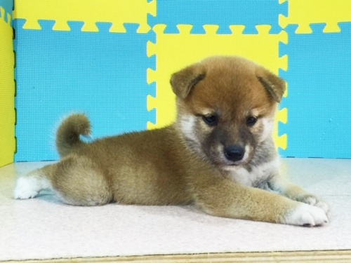 �Č��̎q���iID:1262511132�j��2���ڂ̎ʐ^/�X�V��:2016-09-16