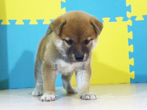 �Č��̎q���iID:1262511132�j��3���ڂ̎ʐ^/�X�V��:2016-09-16