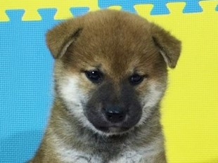 柴犬の子犬(ID:1262511133)の1枚目の写真/更新日:2016-09-16