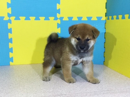 柴犬の子犬(ID:1262511133)の2枚目の写真/更新日:2016-09-16