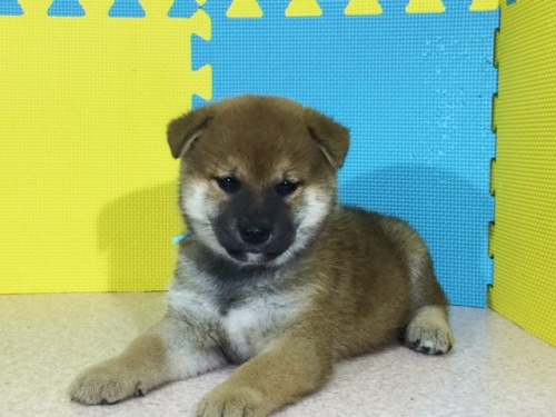 柴犬の子犬(ID:1262511133)の3枚目の写真/更新日:2016-09-16