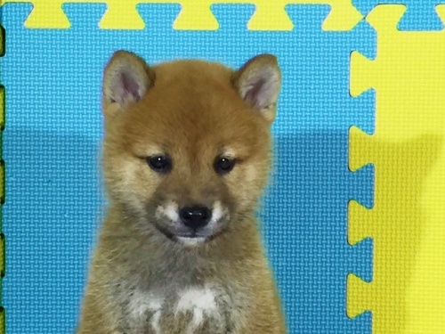 柴犬の子犬(ID:1262511134)の1枚目の写真/更新日:2016-09-16