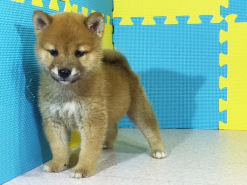 柴犬の子犬(ID:1262511134)の2枚目の写真/更新日:2016-09-16