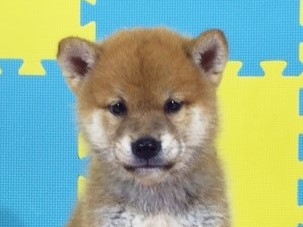 �Č��̎q���iID:1262511135�j��1���ڂ̎ʐ^/�X�V��:2016-09-16