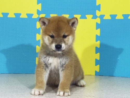 �Č��̎q���iID:1262511135�j��2���ڂ̎ʐ^/�X�V��:2016-09-16