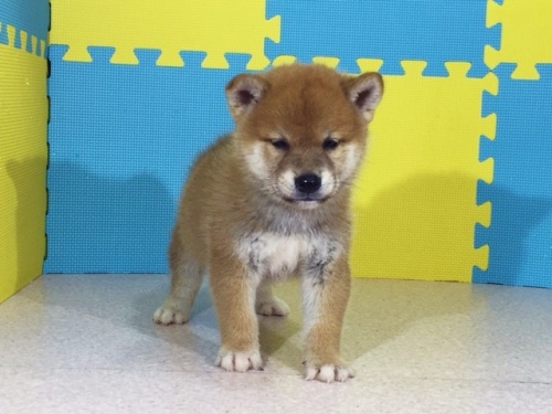 �Č��̎q���iID:1262511135�j��3���ڂ̎ʐ^/�X�V��:2016-09-16