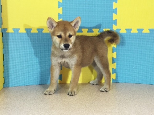 �Č��̎q���iID:1262511141�j��2���ڂ̎ʐ^/�X�V��:2016-09-28