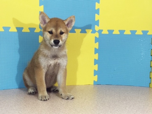 �Č��̎q���iID:1262511141�j��3���ڂ̎ʐ^/�X�V��:2016-09-28