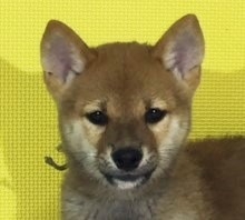 �Č��̎q���iID:1262511142�j��1���ڂ̎ʐ^/�X�V��:2016-09-28