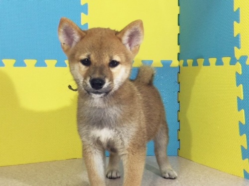 �Č��̎q���iID:1262511142�j��2���ڂ̎ʐ^/�X�V��:2016-09-28