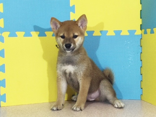 �Č��̎q���iID:1262511142�j��3���ڂ̎ʐ^/�X�V��:2016-09-28