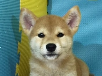 柴犬の子犬(ID:1262511143)の1枚目の写真/更新日:2016-09-28