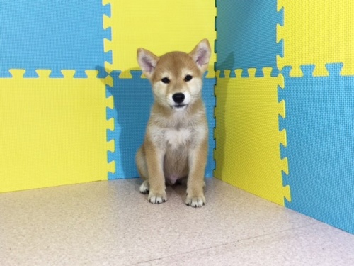 柴犬の子犬(ID:1262511143)の2枚目の写真/更新日:2016-09-28