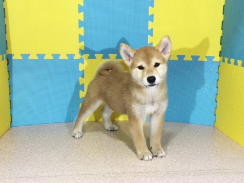 柴犬の子犬(ID:1262511143)の3枚目の写真/更新日:2016-09-28