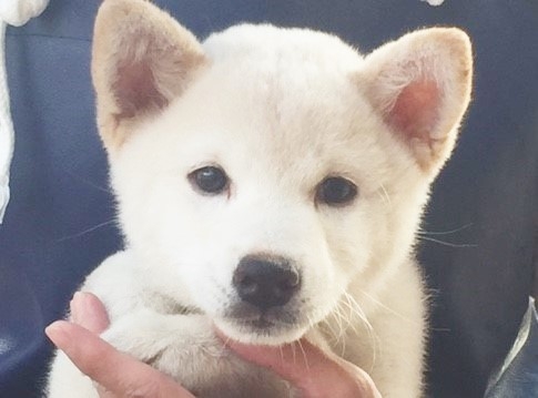 �Č��̎q���iID:1262511149�j��1���ڂ̎ʐ^/�X�V��:2016-10-21