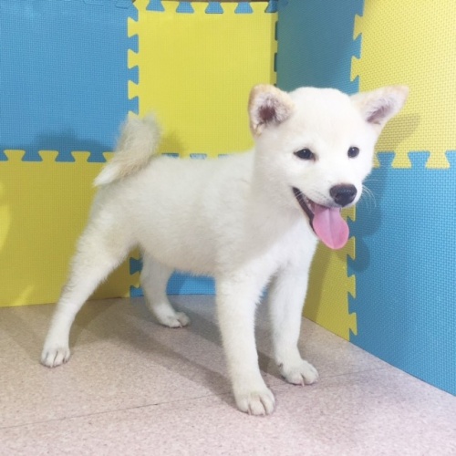 �Č��̎q���iID:1262511149�j��3���ڂ̎ʐ^/�X�V��:2016-10-21