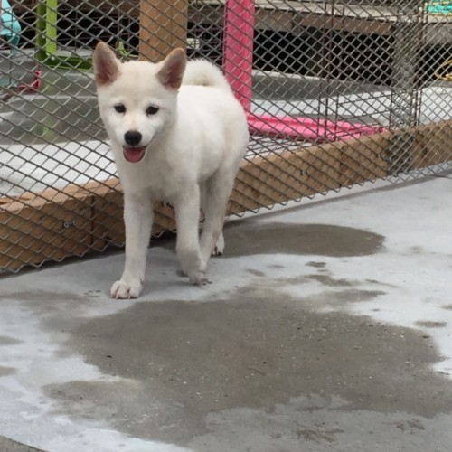 �Č��̎q���iID:1262511150�j��3���ڂ̎ʐ^/�X�V��:2016-09-30