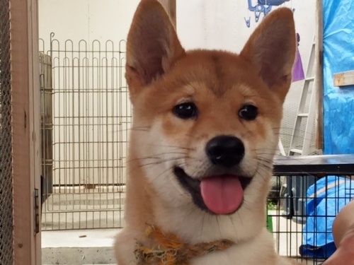 �Č��̎q���iID:1262511151�j��1���ڂ̎ʐ^/�X�V��:2016-09-30