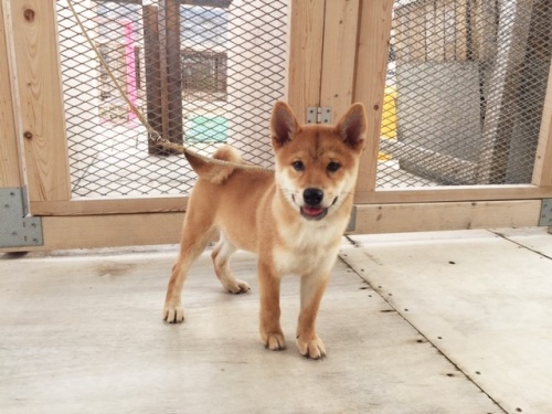 �Č��̎q���iID:1262511151�j��3���ڂ̎ʐ^/�X�V��:2016-09-30