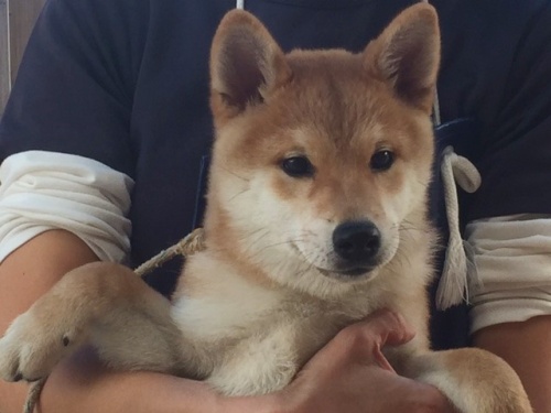 柴犬の子犬(ID:1262511152)の1枚目の写真/更新日:2016-10-17