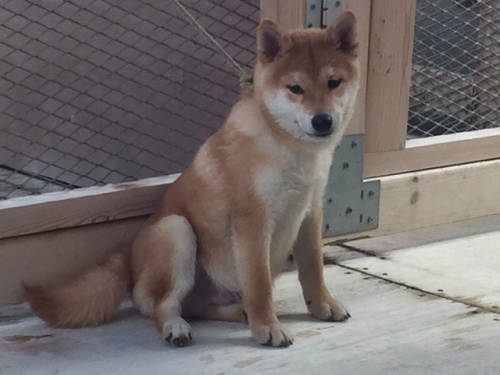 柴犬の子犬(ID:1262511152)の2枚目の写真/更新日:2016-10-17