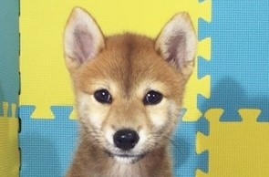 柴犬の子犬(ID:1262511153)の1枚目の写真/更新日:2016-10-01