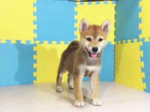 柴犬の子犬(ID:1262511153)の2枚目の写真/更新日:2016-10-01