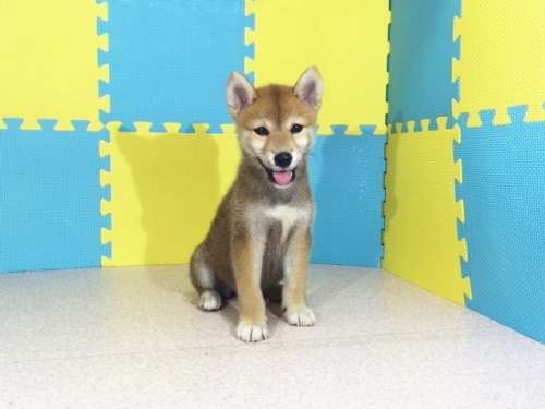 柴犬の子犬(ID:1262511153)の3枚目の写真/更新日:2016-10-01