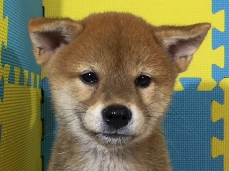 �Č��̎q���iID:1262511154�j��1���ڂ̎ʐ^/�X�V��:2016-10-01