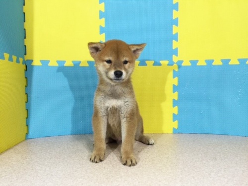 �Č��̎q���iID:1262511154�j��2���ڂ̎ʐ^/�X�V��:2016-10-01