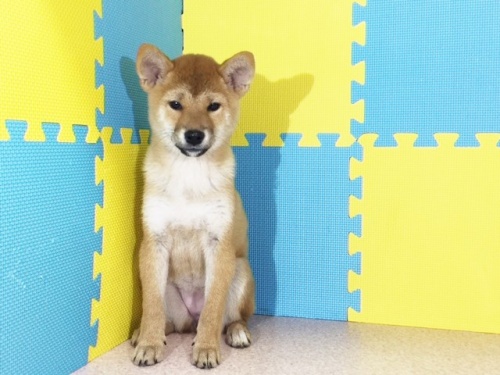 �Č��̎q���iID:1262511155�j��2���ڂ̎ʐ^/�X�V��:2016-10-29