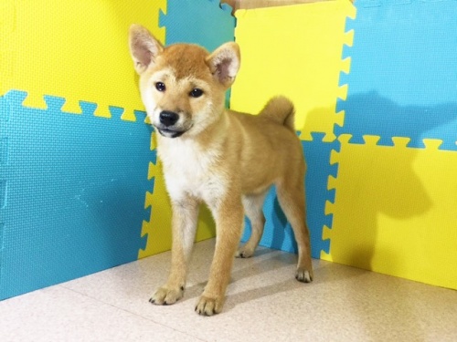 �Č��̎q���iID:1262511155�j��3���ڂ̎ʐ^/�X�V��:2016-10-29