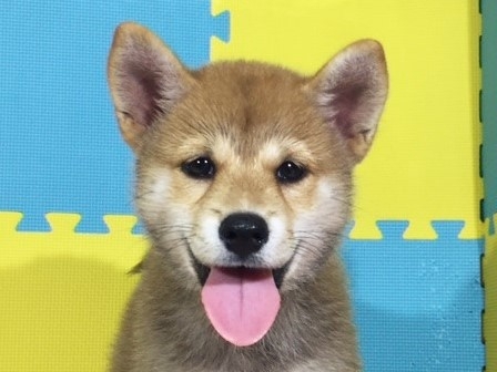 �Č��̎q���iID:1262511157�j��1���ڂ̎ʐ^/�X�V��:2016-10-02