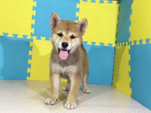 �Č��̎q���iID:1262511157�j��2���ڂ̎ʐ^/�X�V��:2016-10-02