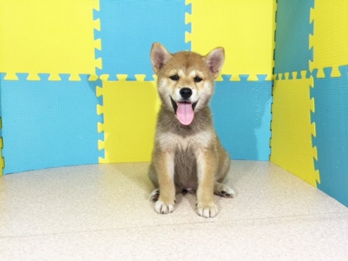 �Č��̎q���iID:1262511157�j��3���ڂ̎ʐ^/�X�V��:2016-10-02