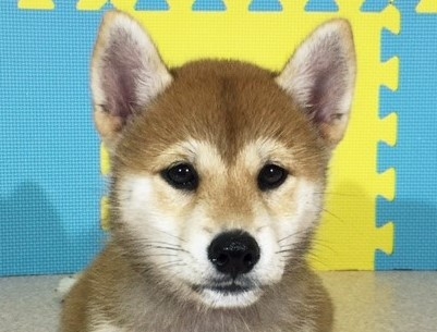 �Č��̎q���iID:1262511158�j��1���ڂ̎ʐ^/�X�V��:2016-10-02